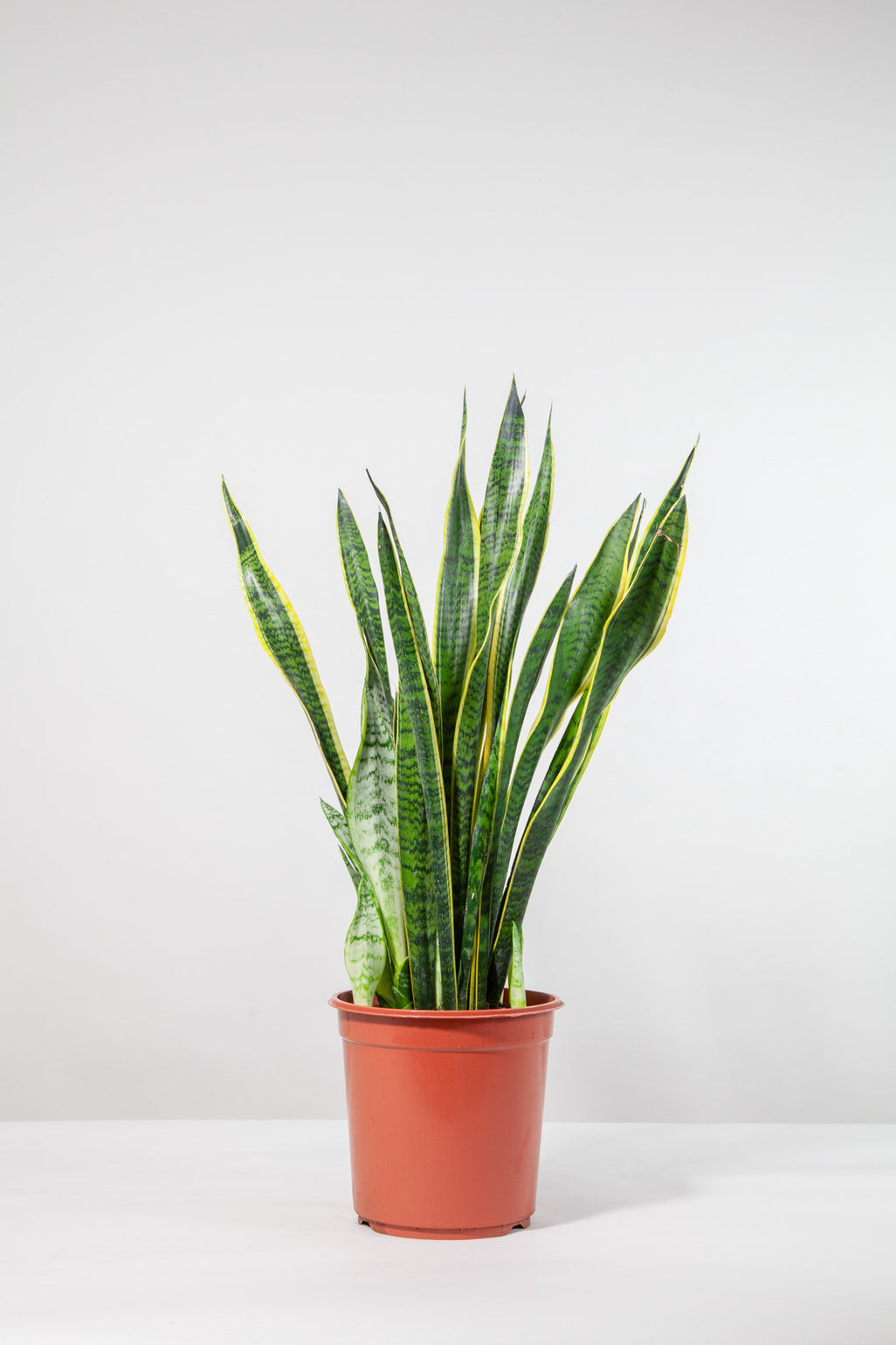 files/IndoorPlants-StudioShots13.11.2023-726.jpg